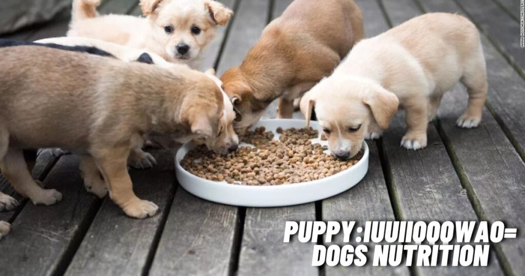 Puppy:iuuiiqqqwao= Dogs Nutrition: Feeding Your New Furry Friend