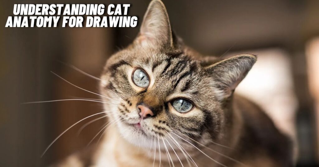 Understanding Cat Anatomy for drawing:a4z_-ymtkr8= cat