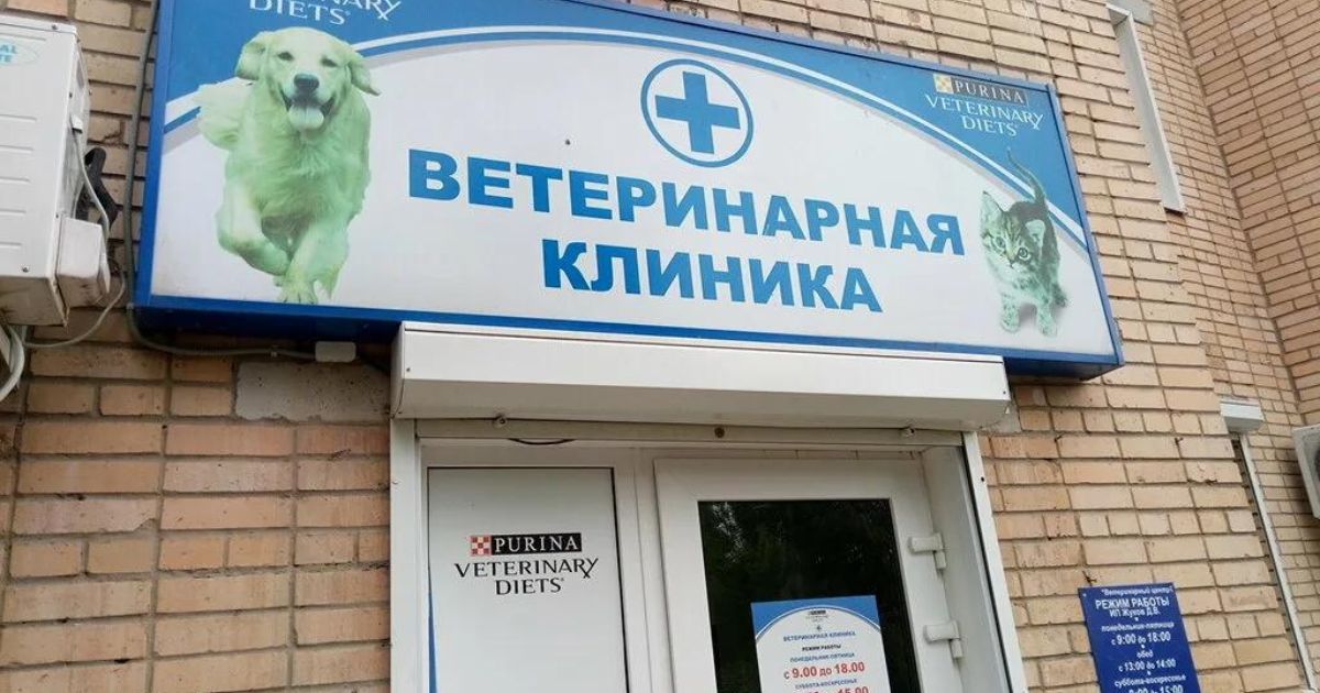 ветеринарная клиника Vetcitypets: Your Trusted Veterinary Clinic